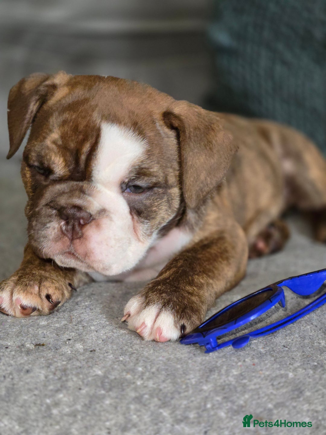 English Bulldog dogs for sale: English Bulldog puppie- Chocolate/tan & Brindle - Image 5