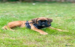 Boxer dogs for sale: Bobtail Boxer Male - Image 4