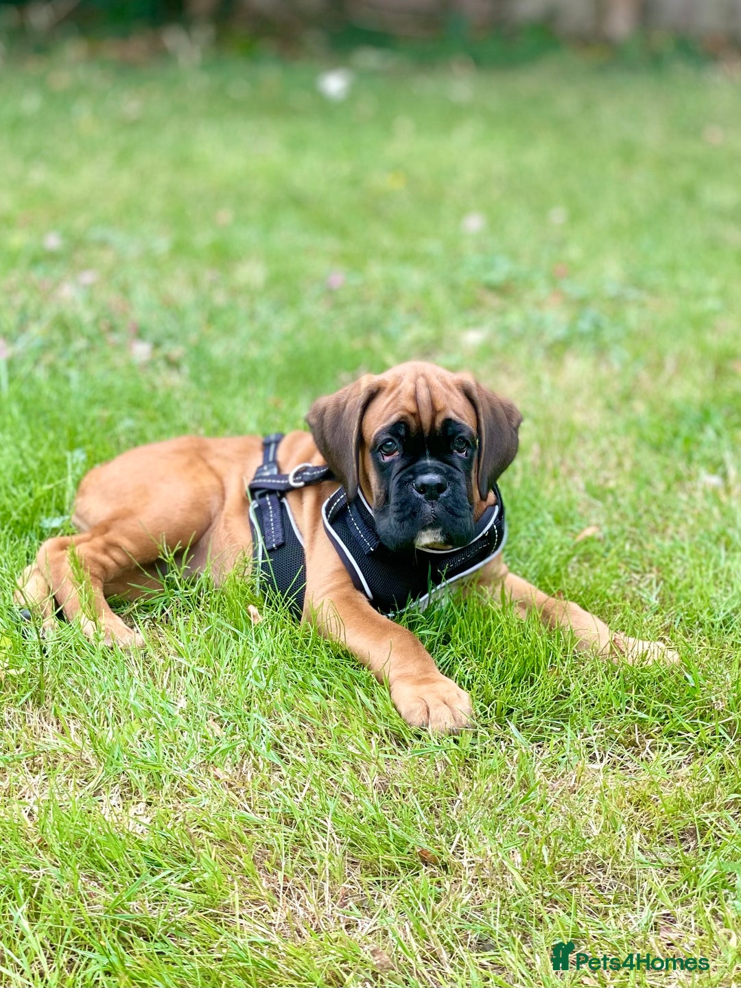 Boxer dogs for sale: Bobtail Boxer Male - Image 4