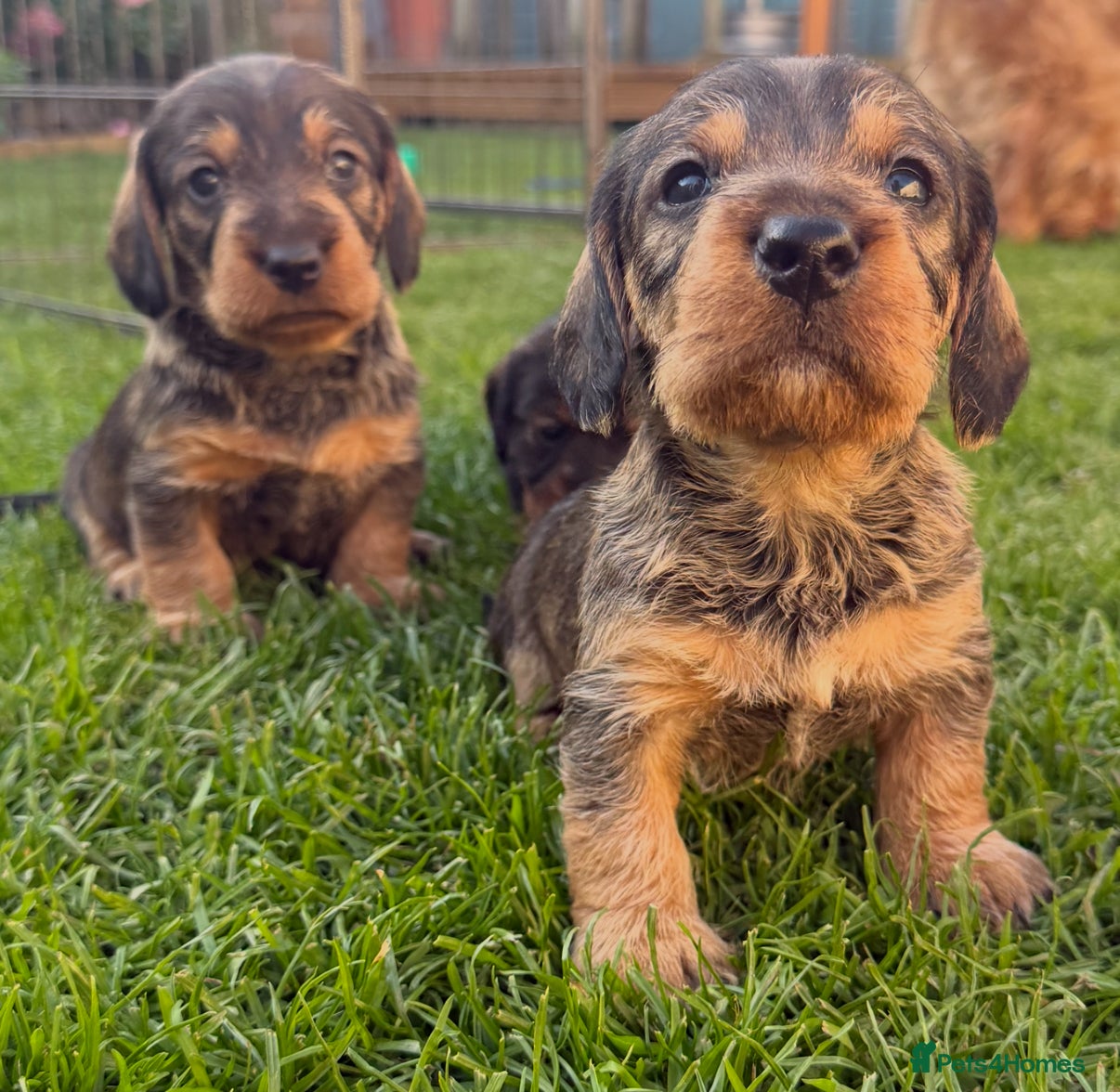 Dachshund dogs STANDARD WIREHAIRED DACHSHUND PUPPIES - Advert 1