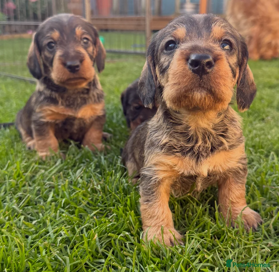 Dachshund dogs for sale: STANDARD WIREHAIRED DACHSHUND PUPPIES - Advert 1