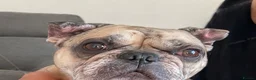 French Bulldog dogs for sale: French Bulldog puppies  - Advert 2