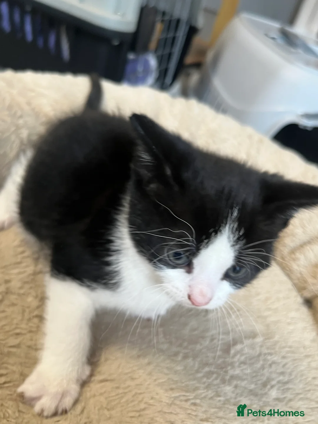 Mixed Breed cats for sale: Stunning Mixed Breed Tuxedo Female kittens - Advert 4