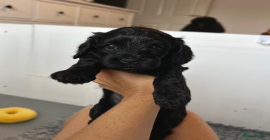 Cavapoo dogs - Advert 3