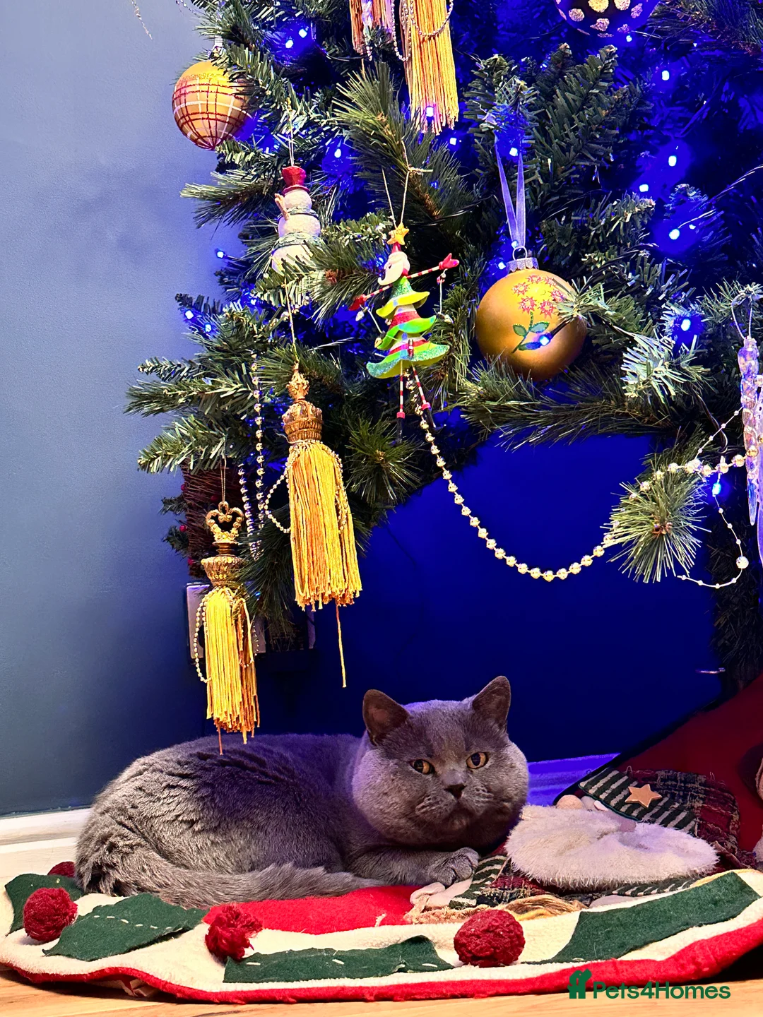 British Shorthair cats for stud: GCCF Active Registered Blue British Shorthair in Bristol - Advert 13