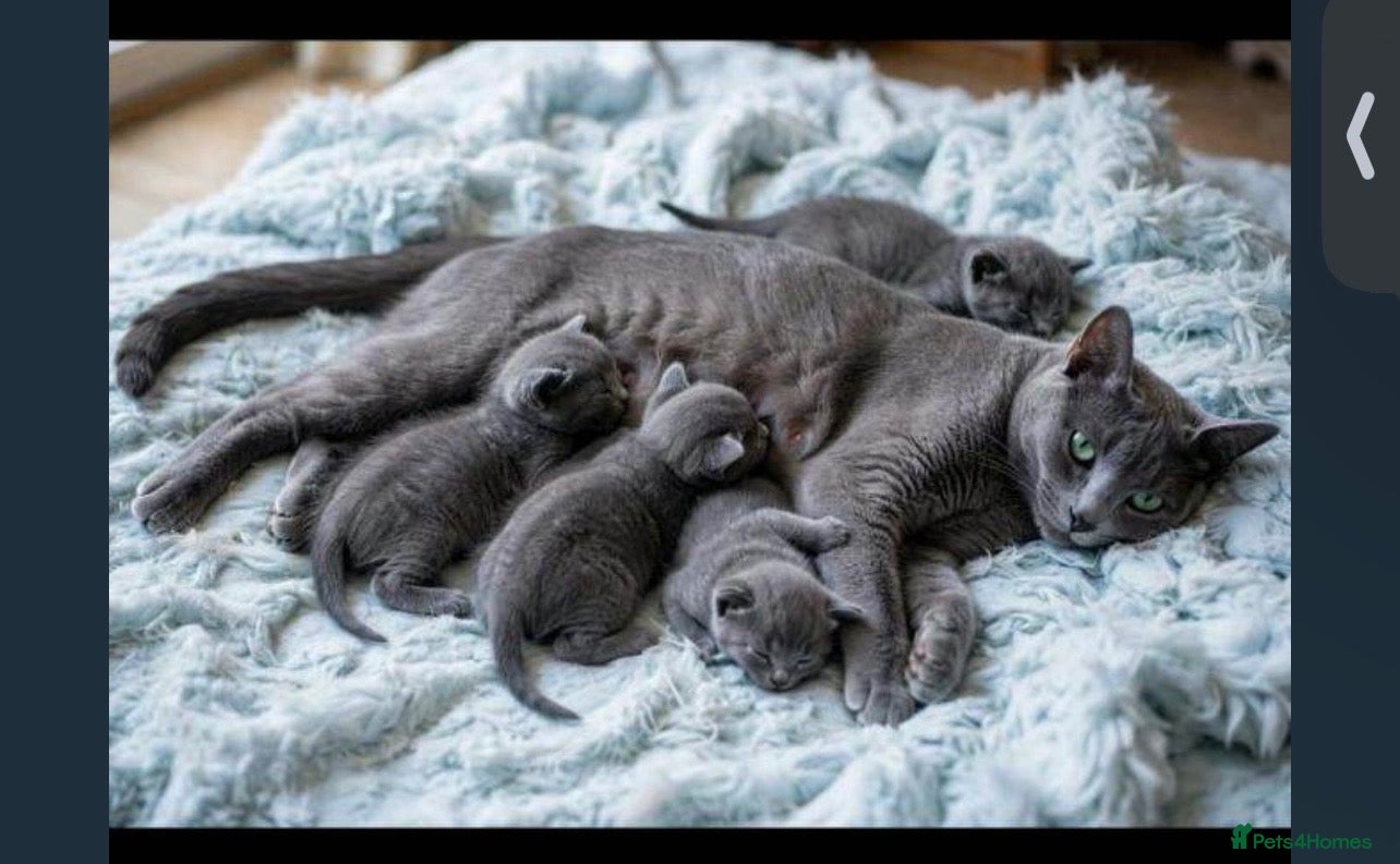 Russian Blue cats Pure russian blue  kitten (LAST 1) - Advert 1