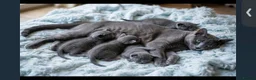 Russian Blue cats for sale: Pure russian blue  kitten (LAST 1) in Newcastle upon Tyne - Advert 1