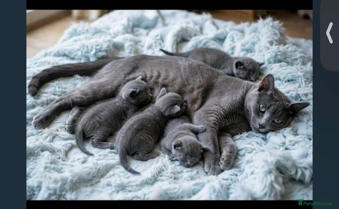 Russian Blue cats for sale: Pure russian blue  kitten (LAST 1) in Newcastle upon Tyne - Advert 1
