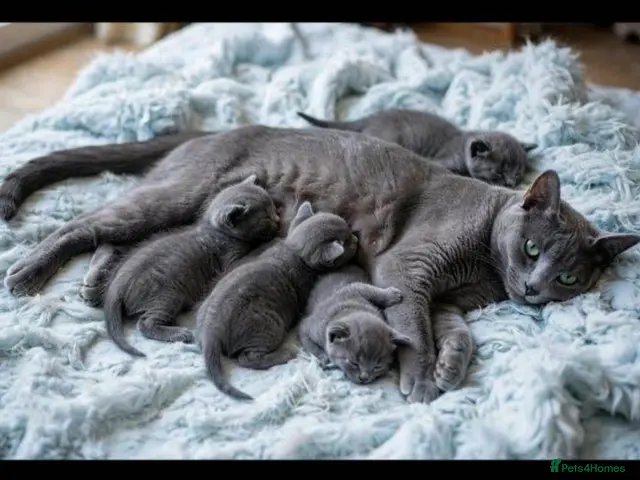 Russian Blue cats for sale: Pure russian blue kitten (LAST 1) - Advert 1