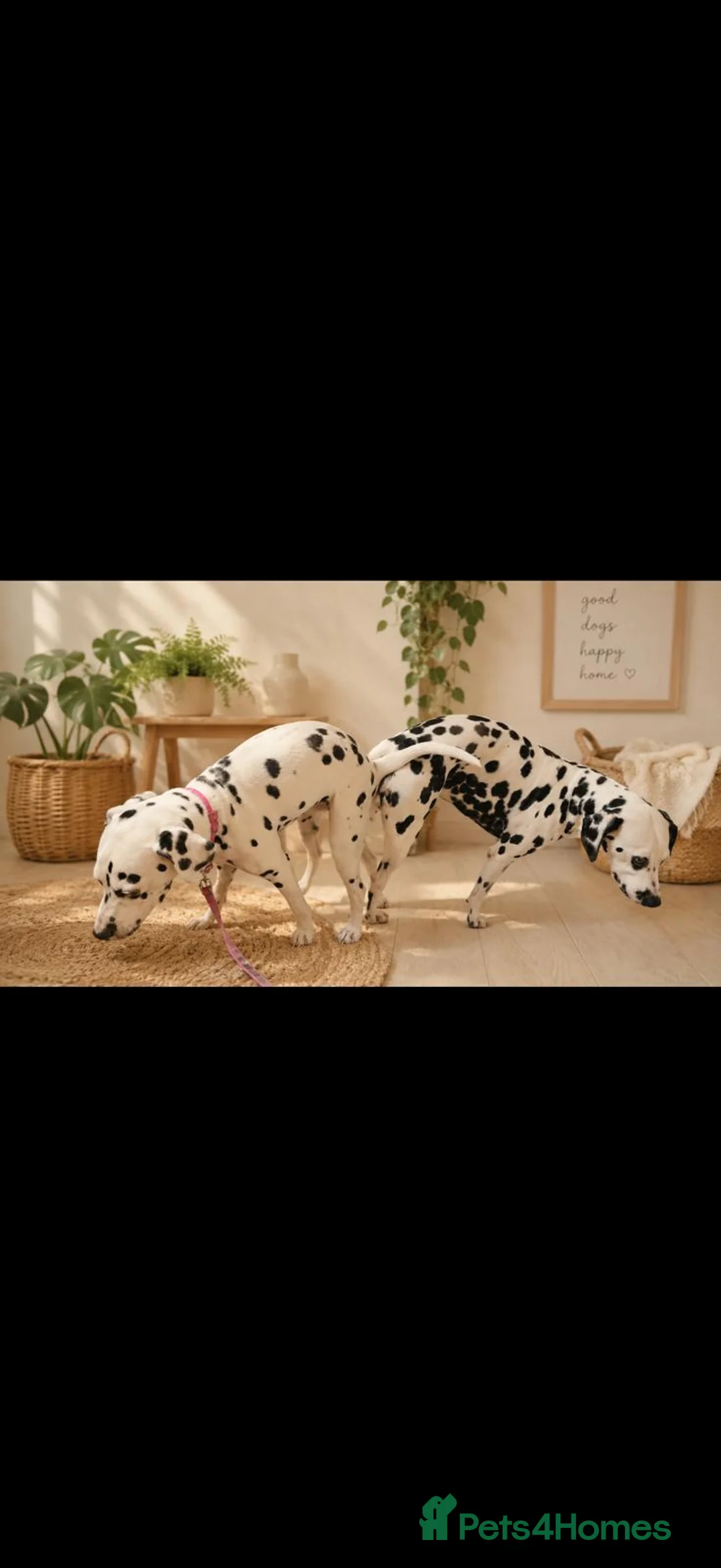 Dalmatian dogs for stud: Kc dalmatian black spot  - Advert 3