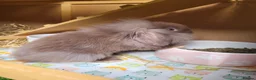 Mini Lion Lop rabbits for sale: Adorable Mini Lion Lops - READY JULY 1ST - Advert 15