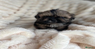 Shih Tzu dogs KC standard Shihtzu pups  - Advert 2