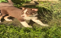 Border Collie dogs for sale: Border collie puppies  - Image 4