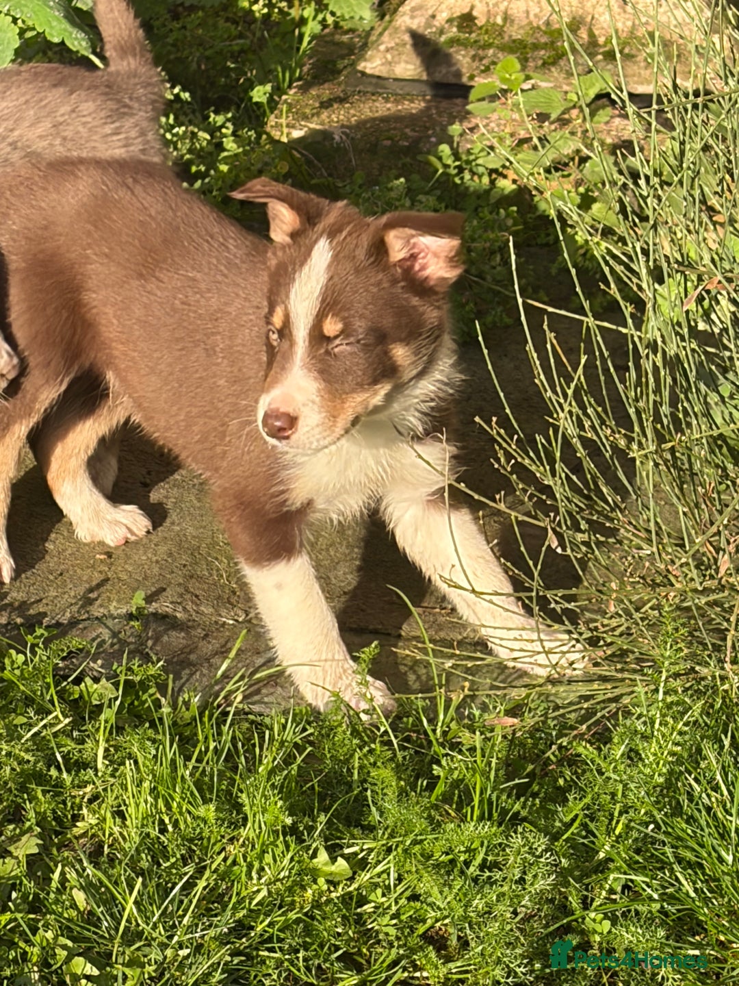 Border Collie dogs for sale: Border collie puppies  - Image 4