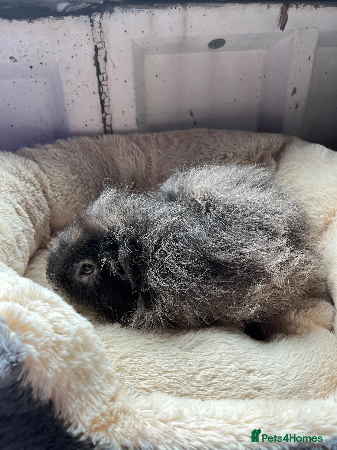 Guinea Pig rodents for sale: Various funky and swiss boys  - Advert 2