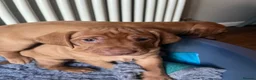 Mixed Breed dogs for sale: Beautiful Vizsla × Red Fox Lab × Working Cocker  - Advert 3