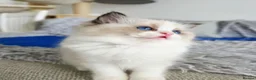 Ragdoll cats for sale: 3 European babies. Champion lines. Tica registered - Advert 19