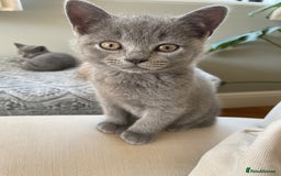 British Shorthair cats for sale: One beautiful lilac boy looking for a new home - Image 10