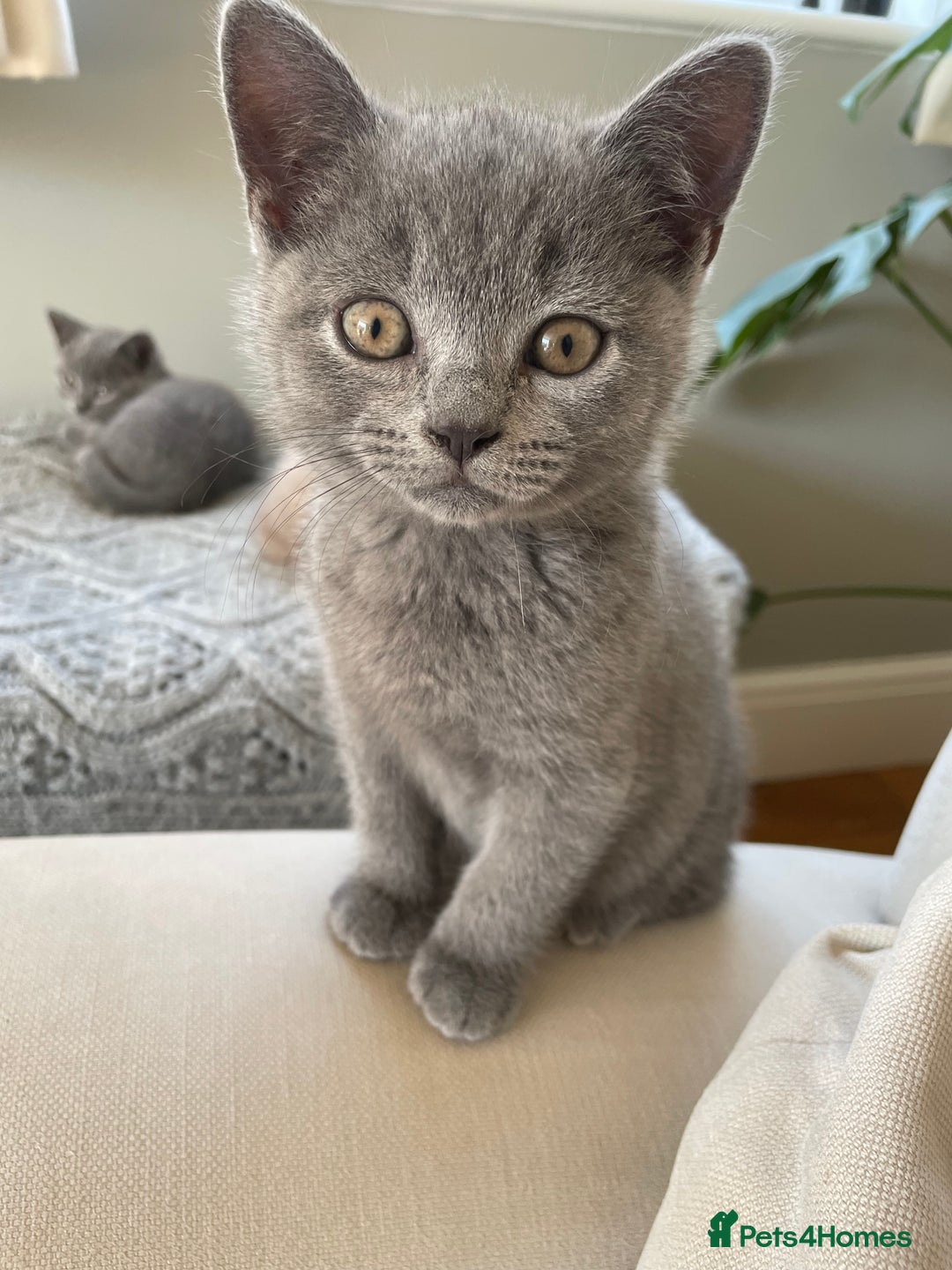 British Shorthair cats for sale: One beautiful lilac boy looking for a new home - Image 10