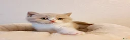 British Shorthair cats for sale: Beautiful British Shorthair Males & Females - Advert 19