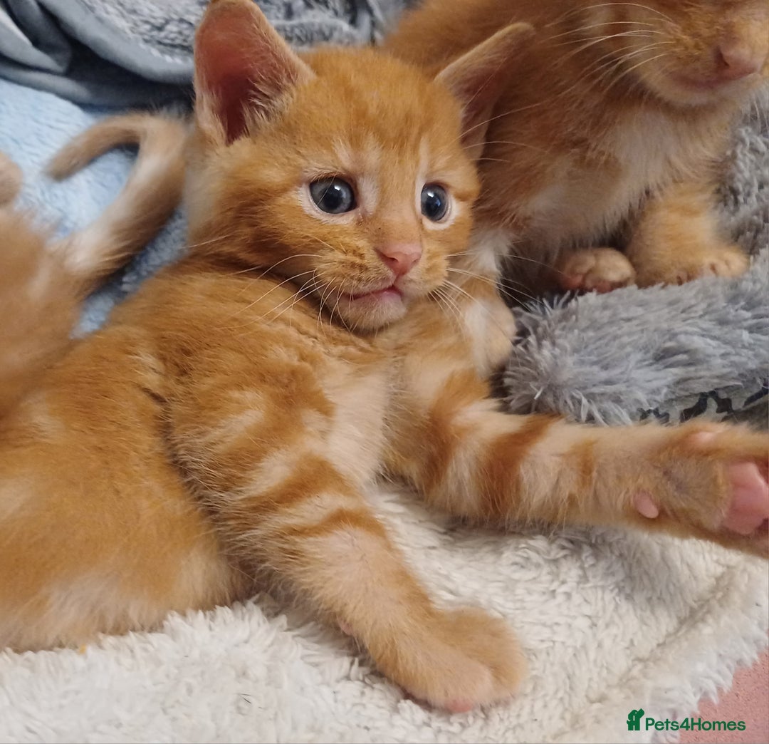 Maine Coon cats for sale: 5 chunky male, 1 female maine coon - Image 12