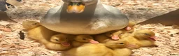 Mixed Breed birds for sale: Call ducks in Crediton - Advert 6