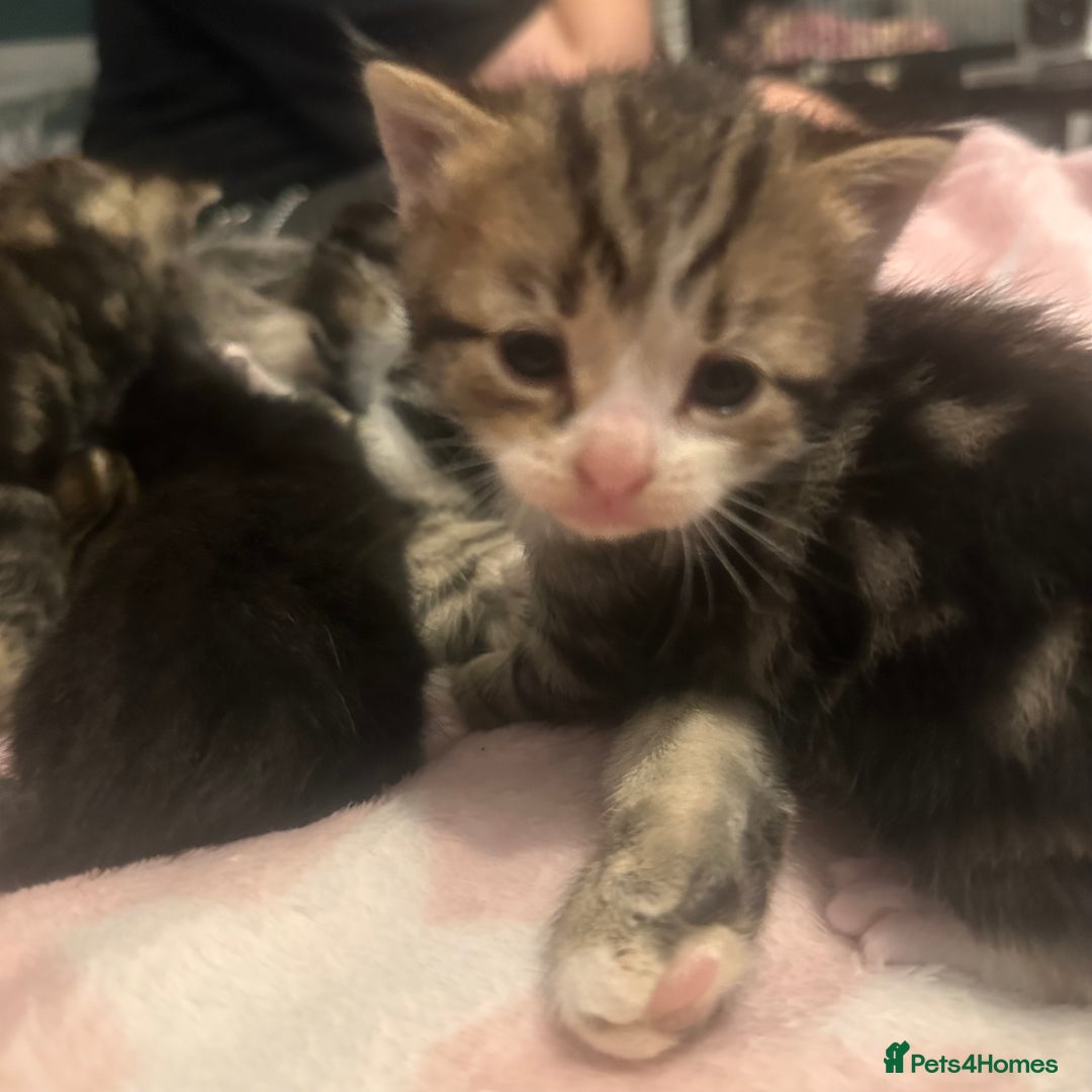 Bengal cats for sale: 6 beautiful bengal cross babies needing homes  - Advert 9