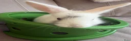 Dwarf Lop rabbits for sale: Dwarf Lop Baby Bunnies  - Advert 6