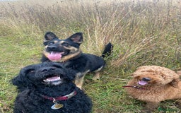 German Shepherd dogs for sale: Bluebell - Image 3
