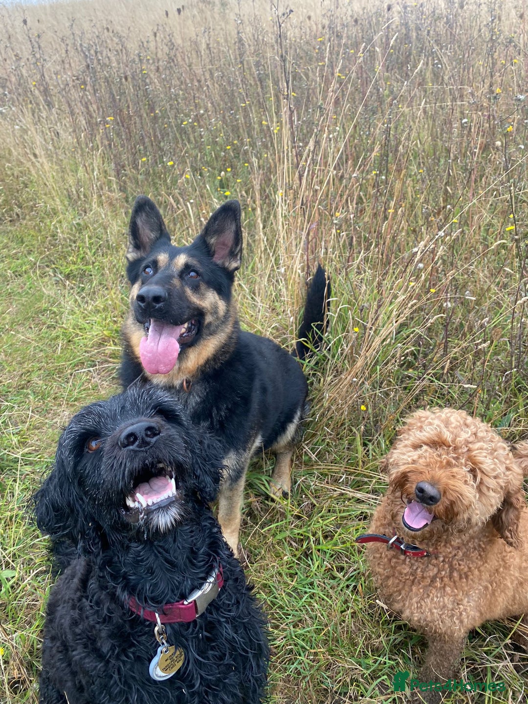 German Shepherd dogs for sale: Bluebell - Image 3