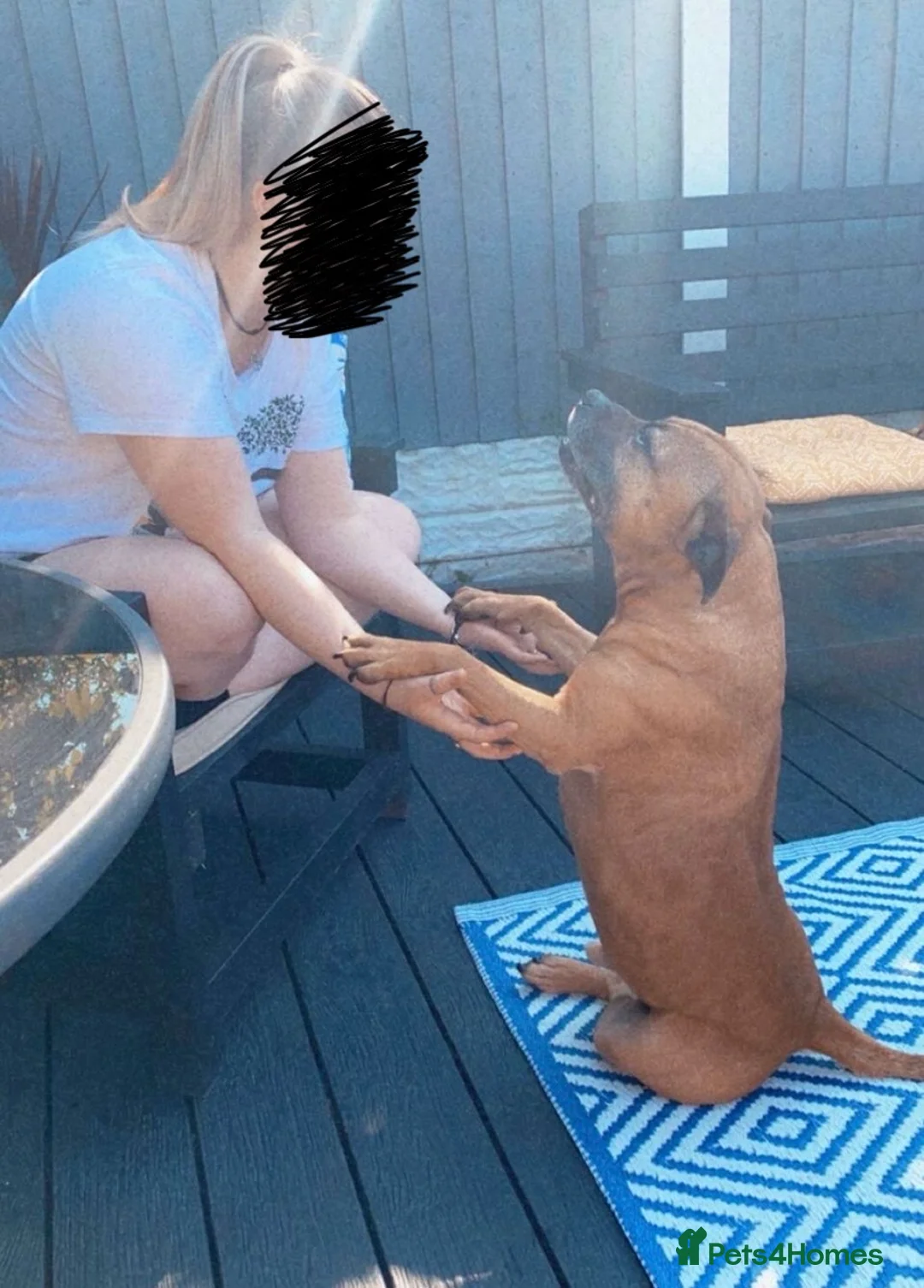 Staffordshire Bull Terrier dogs for sale: Rehoming of family pet - Advert 4