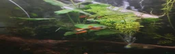 Other/Mixed Breed fish for sale: Entire established tank with everything  - Advert 7