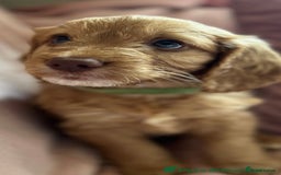 Cockapoo dogs for sale: Rare F1 apricot/ red fox DNA PRCD-PRA clear - Image 23