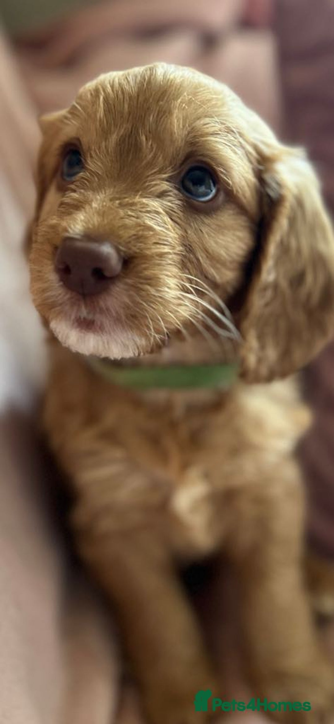 Cockapoo dogs for sale: Rare F1 apricot/ red fox DNA PRCD-PRA clear - Image 23