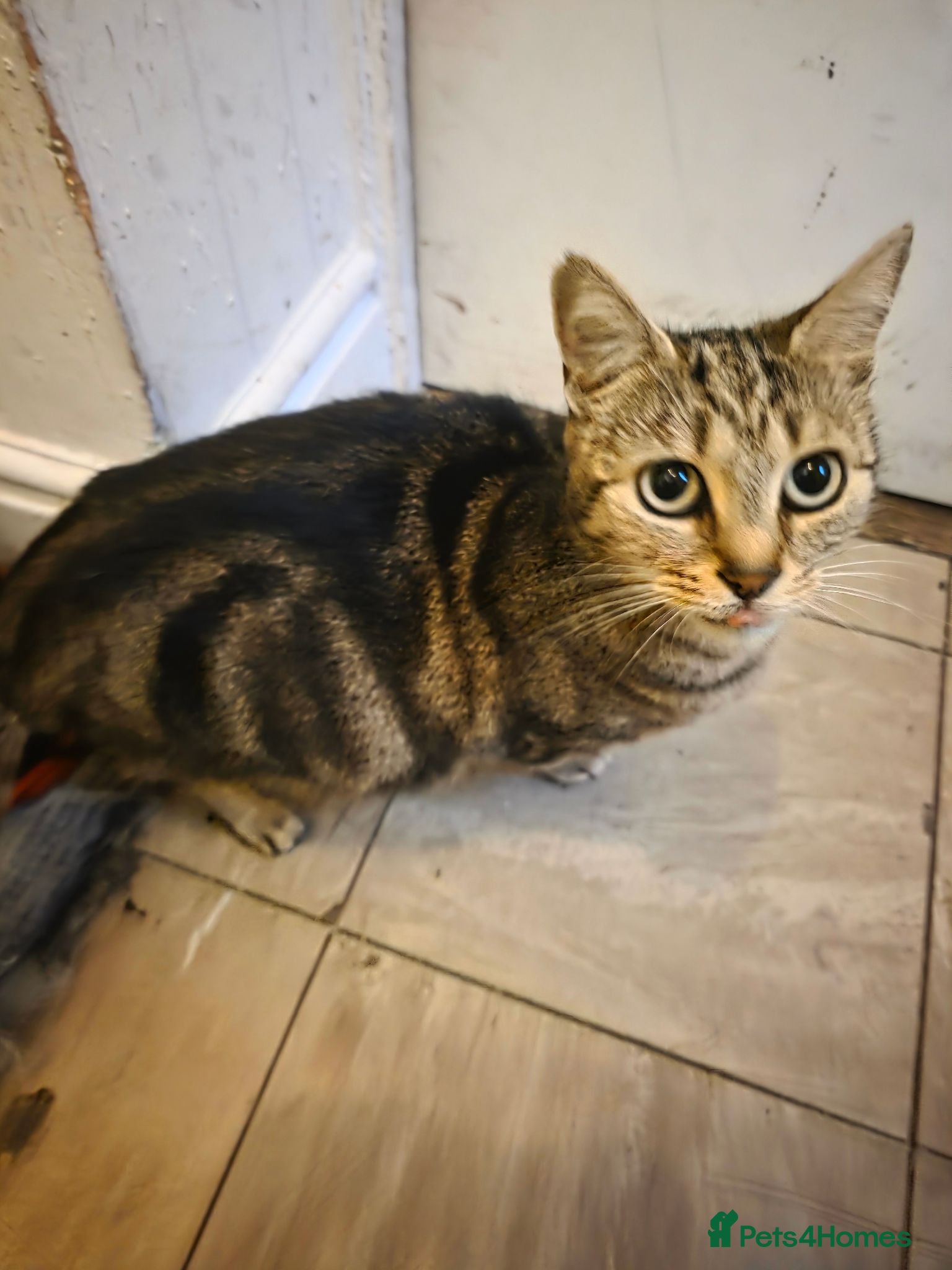 Mixed Breed cats Cat boy - Advert 2
