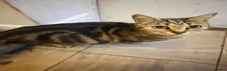 Mixed Breed cats for sale: Cat boy - Advert 1