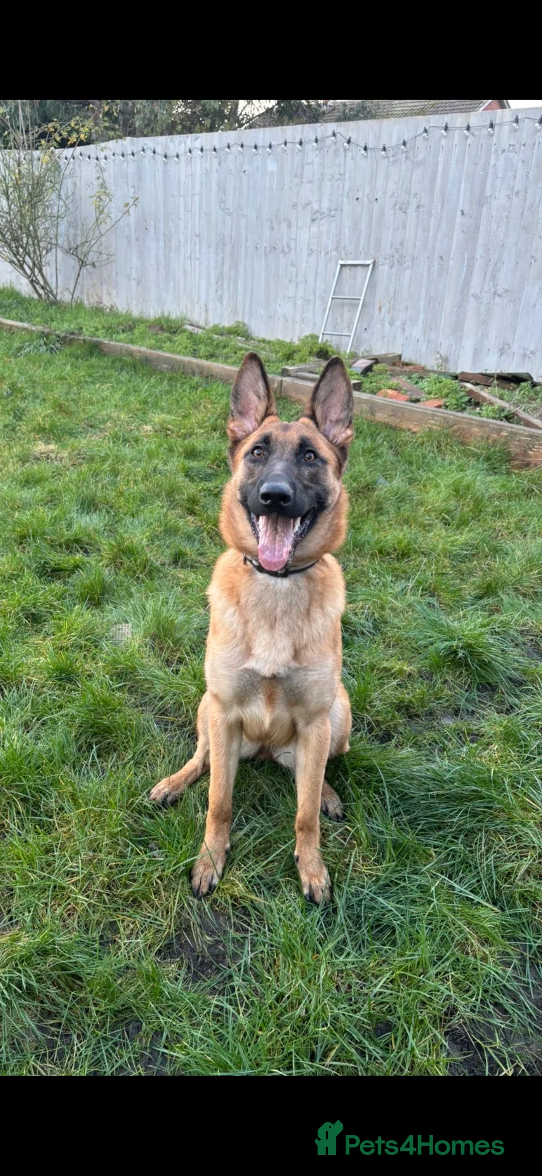 Belgian Shepherd Dog dogs for sale: Female Belgian Malinois 8 months old - Advert 2