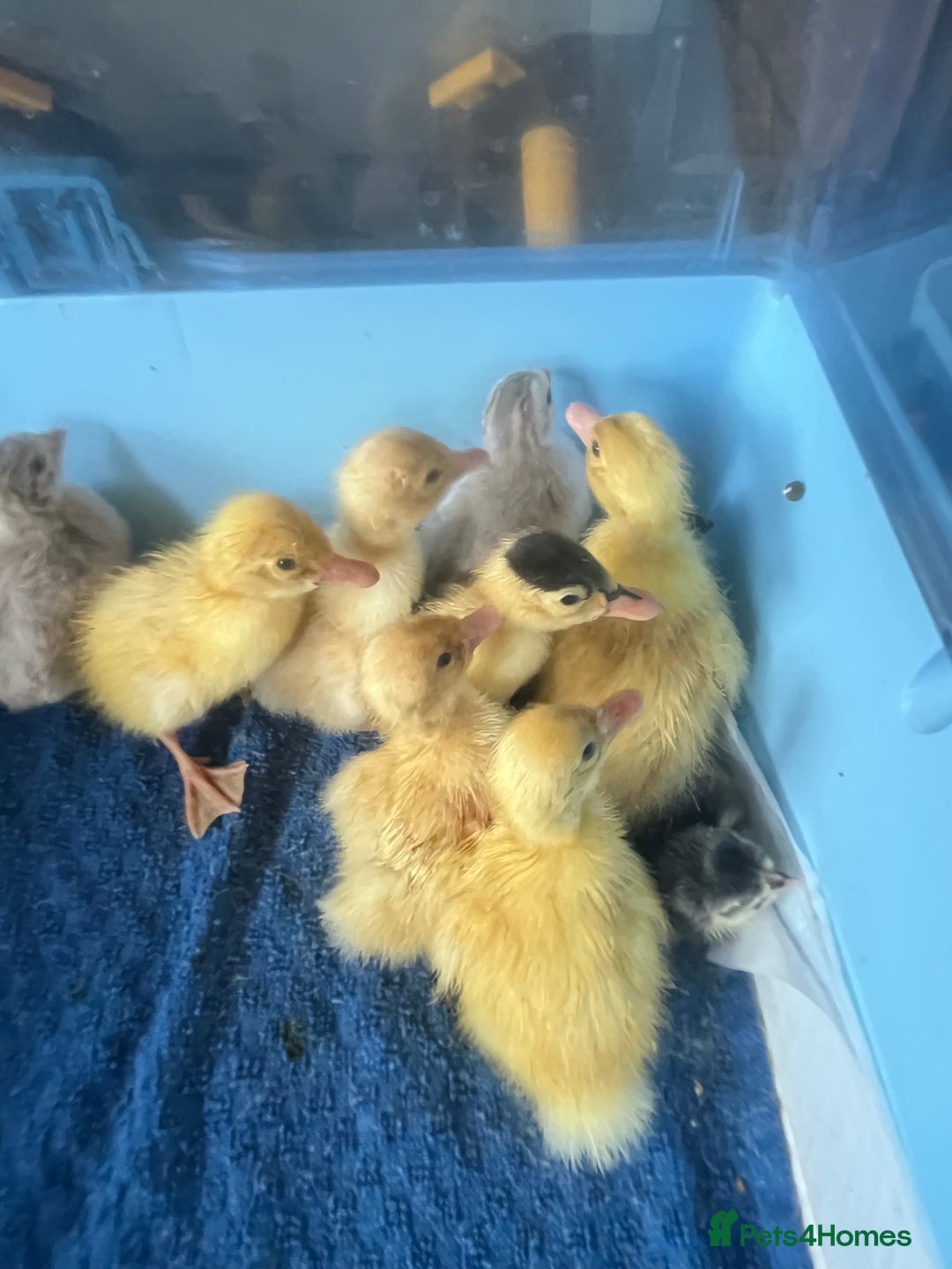 Ducks poultry for sale: Day Old Cherry Valley Ducklings for sale in Bolton - Image 3