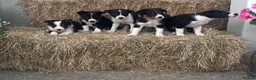 Border Collie dogs for sale: Beautiful Collie Puppies in Llandovery - Advert 3