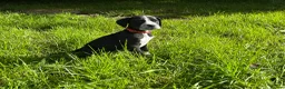 Mixed Breed dogs for sale: 🐾 Stunning Dalmatian × Boxer Puppies 🐾 in Leek - Advert 12