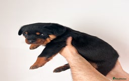 Rottweiler dogs for sale: Beautiful KC registered Rottweiler puppies  - Image 7