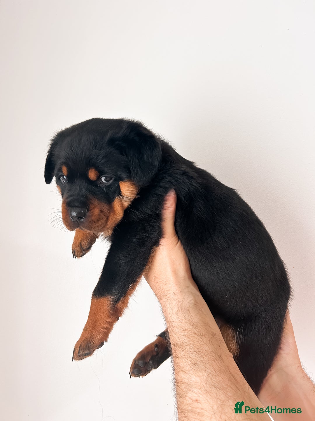 Rottweiler dogs for sale: Beautiful KC registered Rottweiler puppies  - Image 7