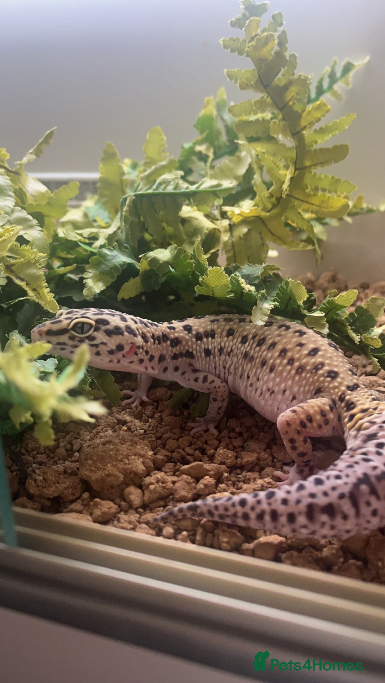 Leopard Gecko reptiles Female Leopard Gecko - Advert 2