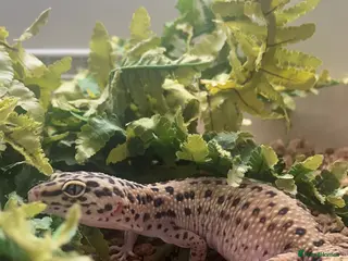 Leopard Gecko reptiles Female Leopard Gecko - Advert 17