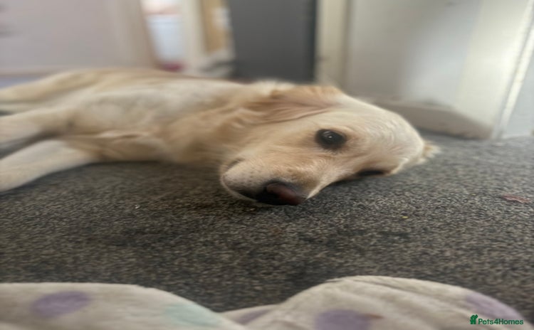 Golden Retriever dogs - Advert 15