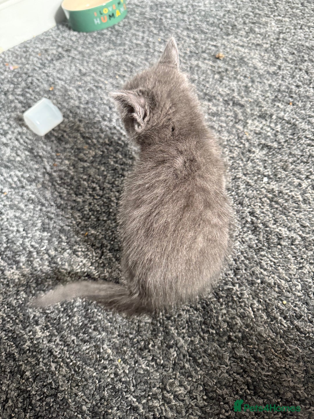 Mixed Breed cats for sale: mixed breed kittens for sale - Image 13