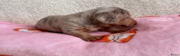 Miniature Dachshund dogs for sale: Miniature smoothair dachshund puppies 🐶  - Advert 10