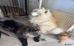 Samoyed dogs for sale: 🐾 🐶 AMAZING, UNIQUE, HEAD TURNING male Samoyed - Image 20