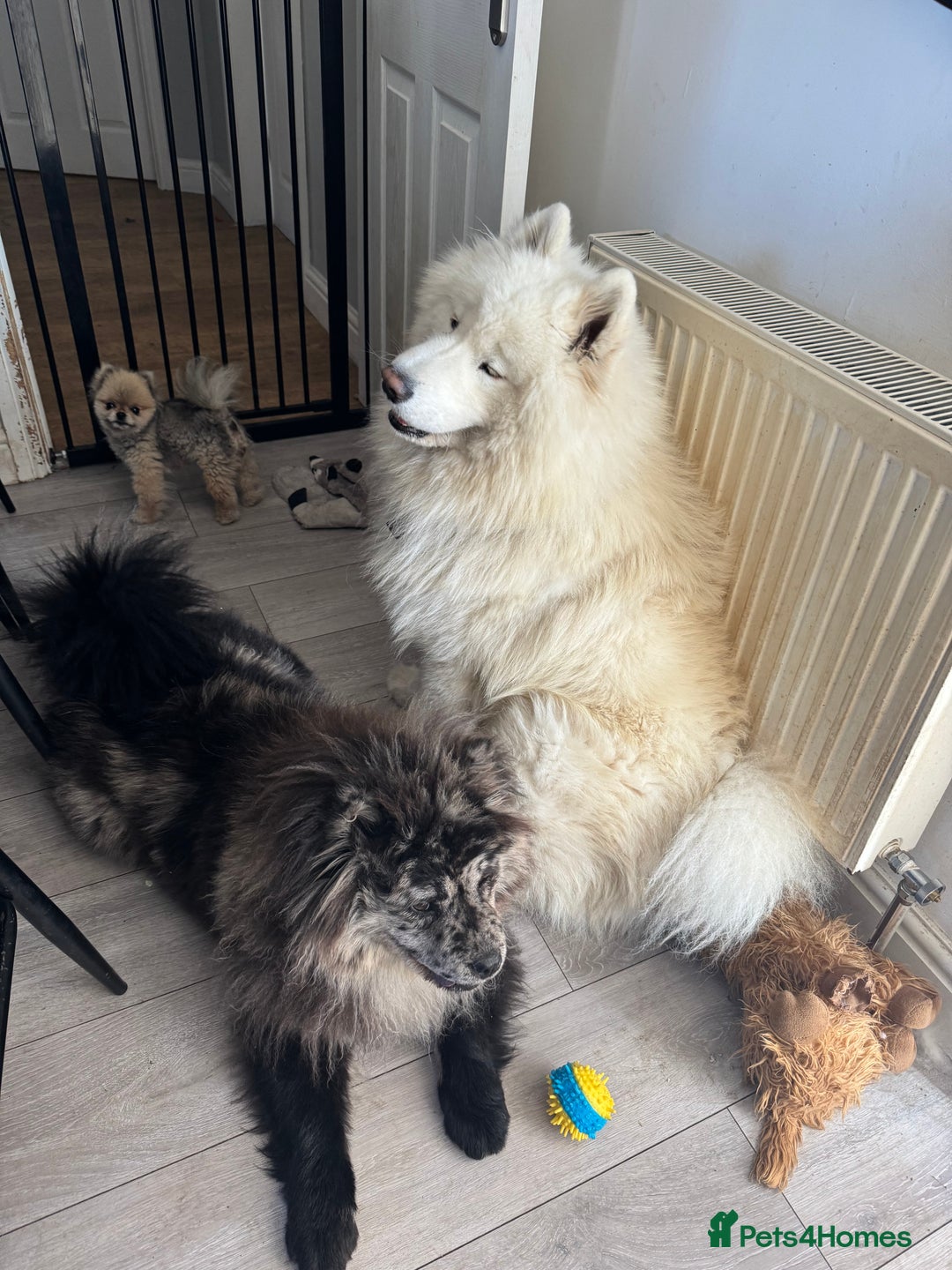 Samoyed dogs for sale: 🐾 🐶 AMAZING, UNIQUE, HEAD TURNING male Samoyed - Image 20