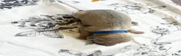 Italian Greyhound dogs for sale: Health tested KC reg Italian Greyhound Puppies  - Advert 15